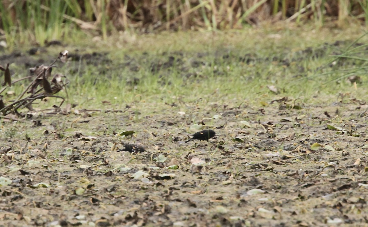 Red-winged Blackbird - Paul Miller