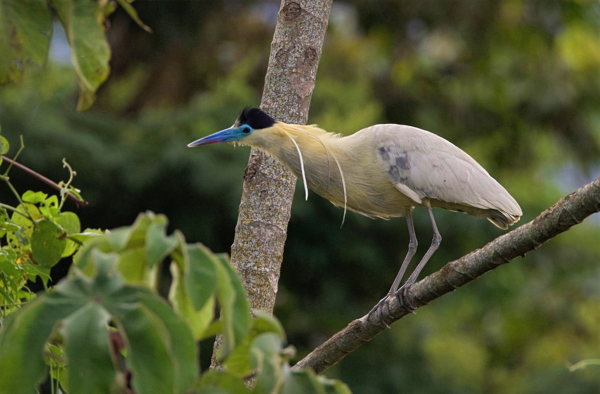 Capped Heron - ML644163491