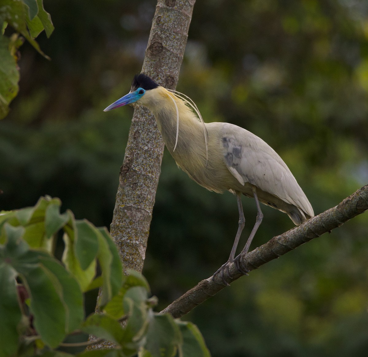 Capped Heron - ML644163492