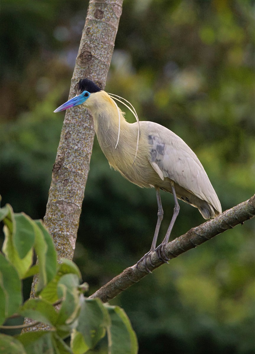 Capped Heron - ML644163493