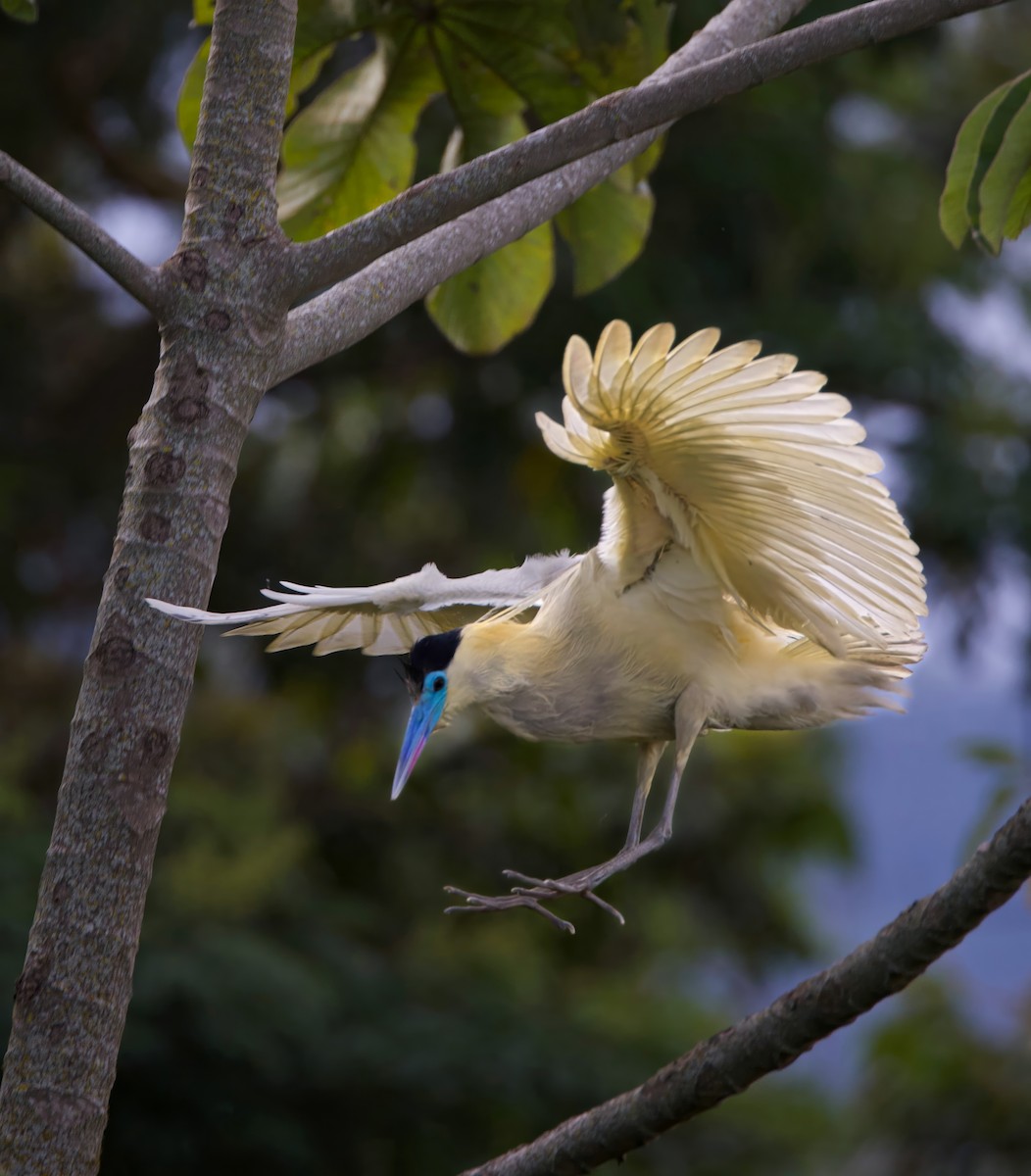 Capped Heron - ML644163494