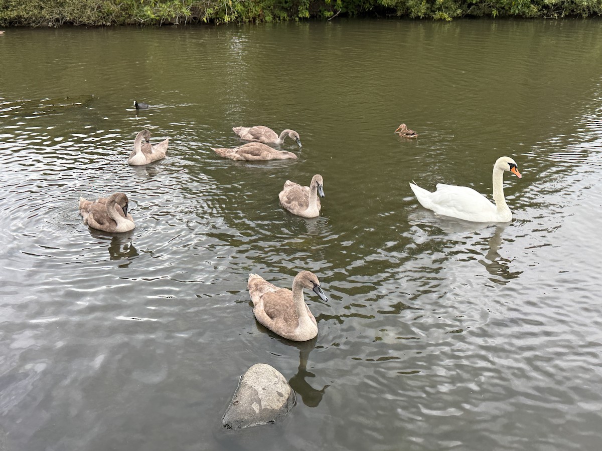 Cigno reale - ML644163499