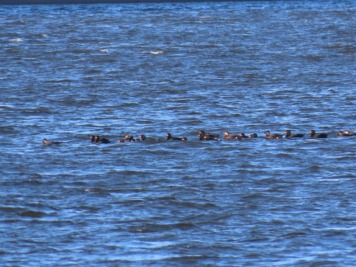 turpan žlutozobý - ML644163509