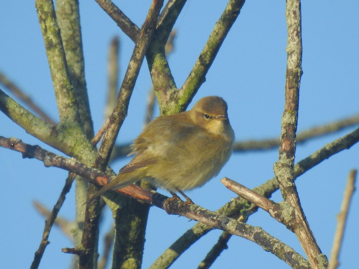 チフチャフ - ML644163528