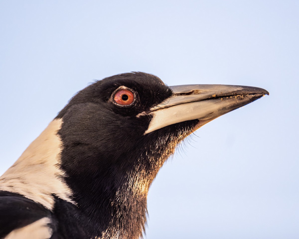 Australian Magpie - ML644163529