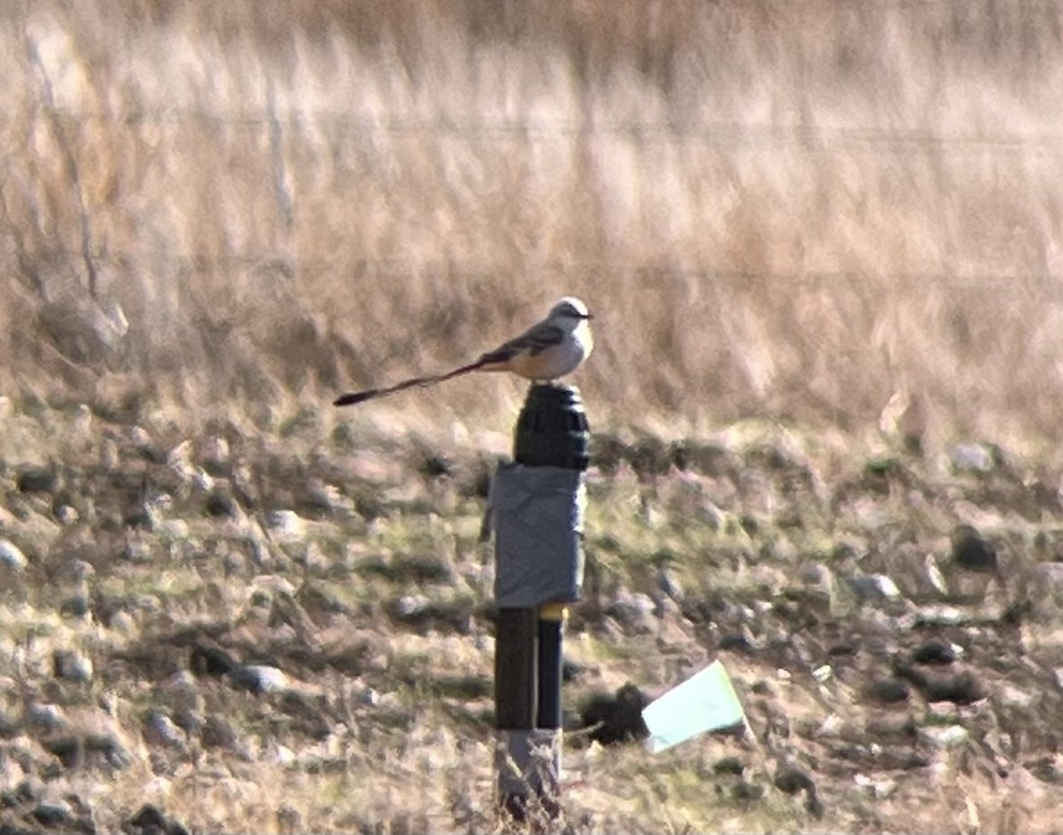 Scissor-tailed Flycatcher - ML644163542
