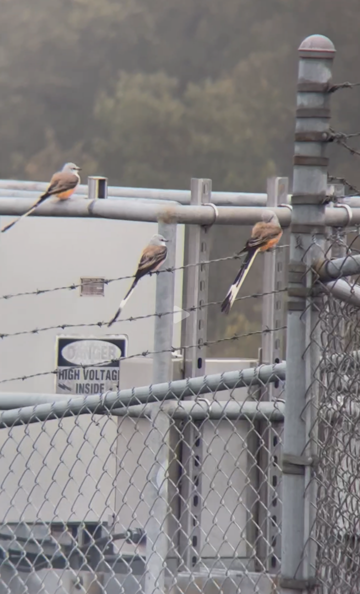 Scissor-tailed Flycatcher - ML644163561