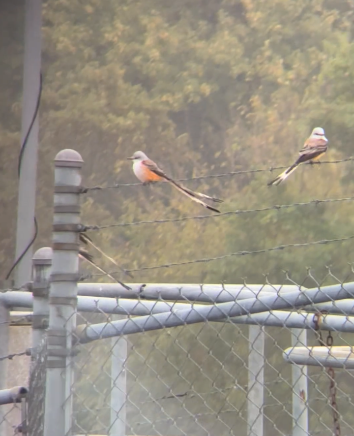 Scissor-tailed Flycatcher - ML644163562