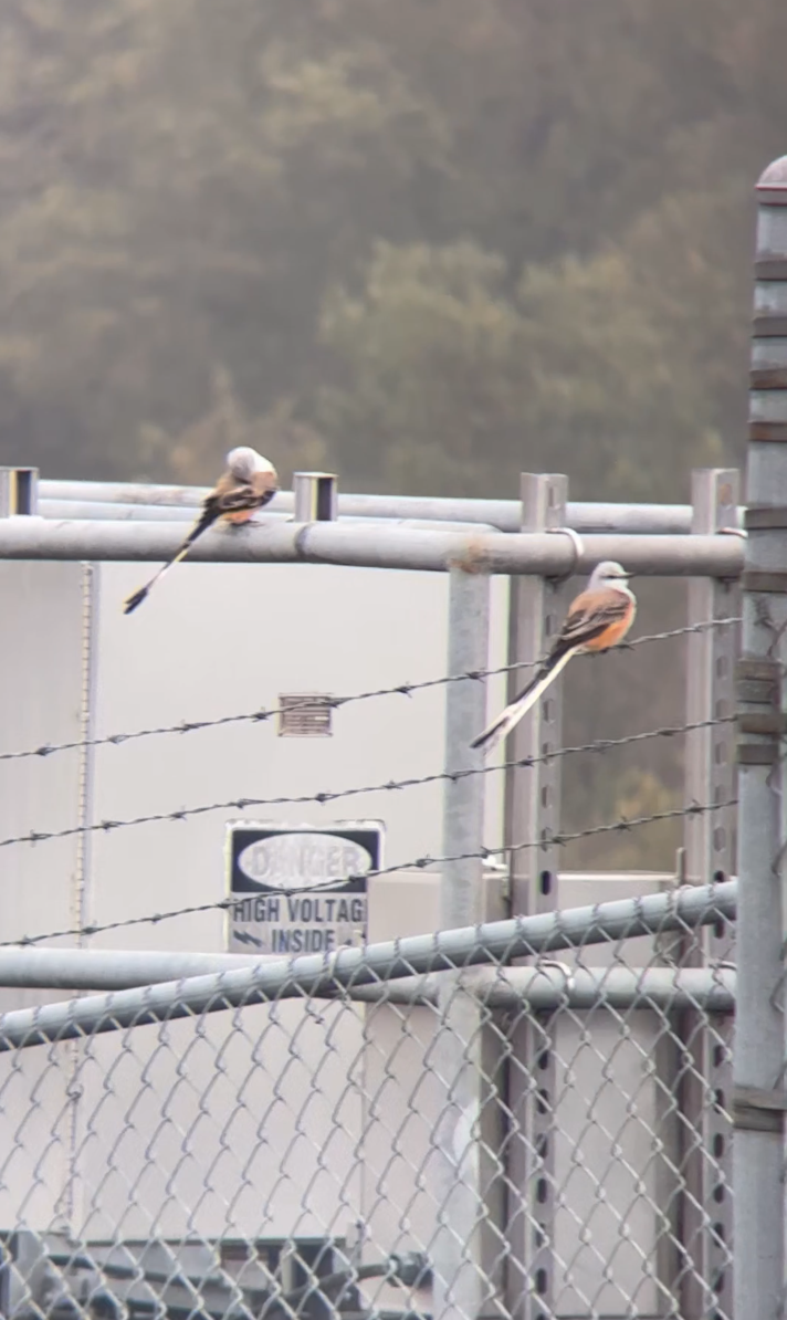 Scissor-tailed Flycatcher - ML644163563
