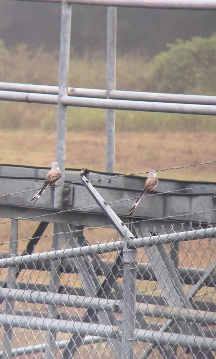 Scissor-tailed Flycatcher - ML644163564