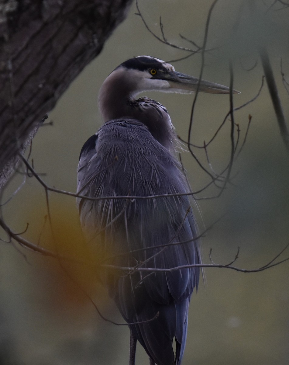 Great Blue Heron - ML644163605