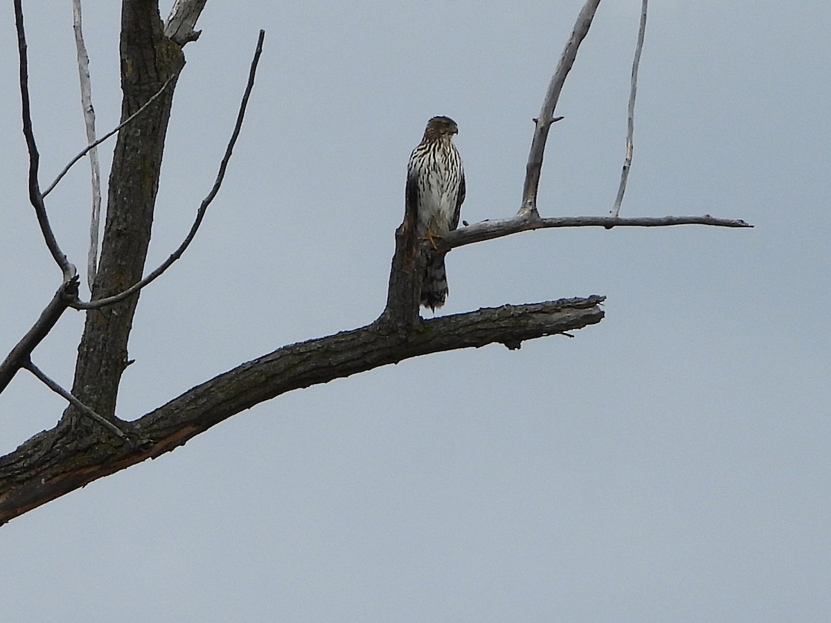 Cooper's Hawk - ML644163606