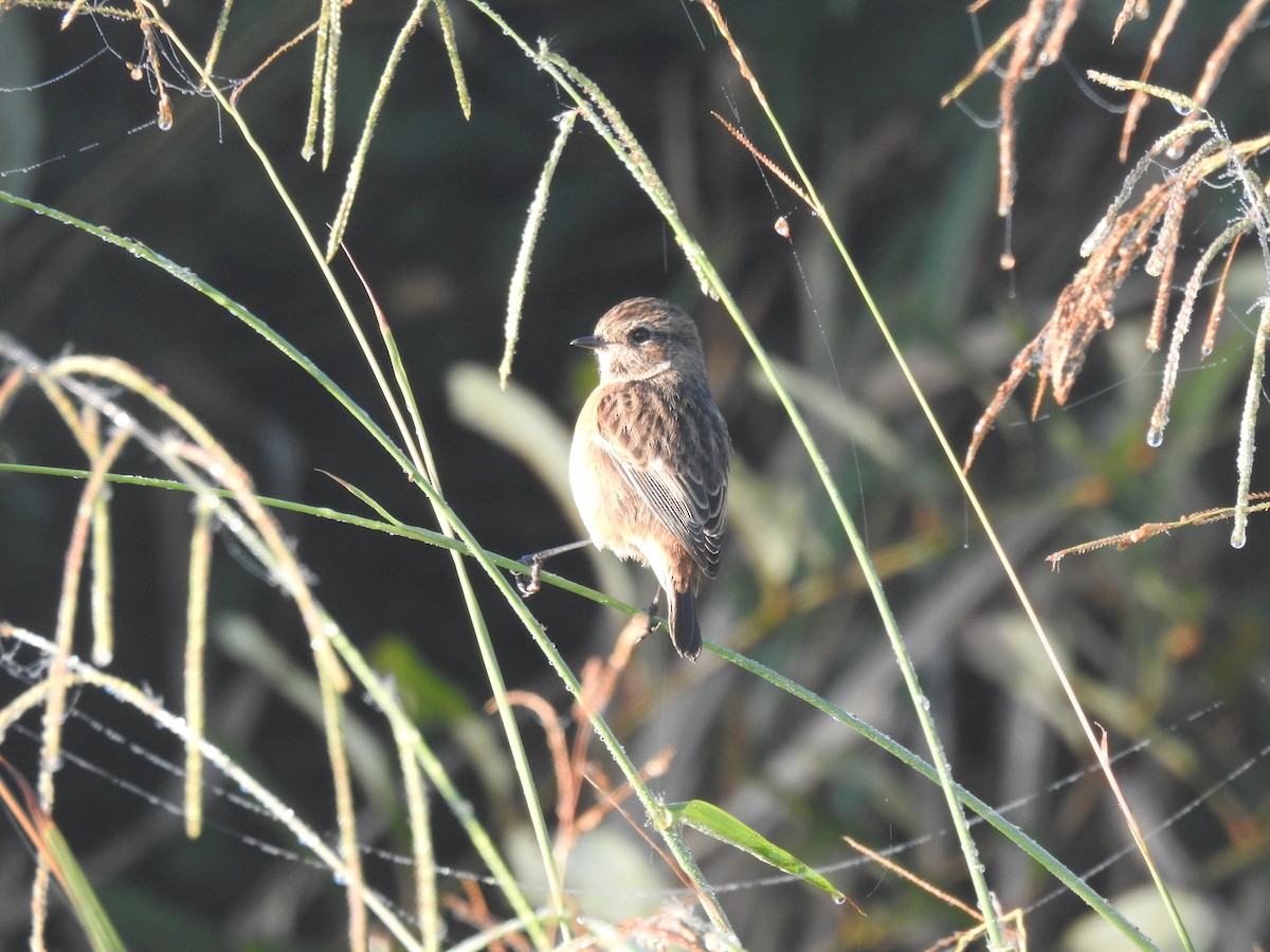 ヨーロッパノビタキ - ML644163611