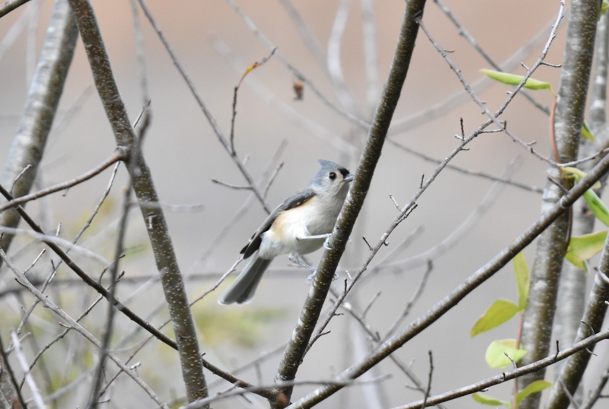 Tufted Titmouse - ML644163627