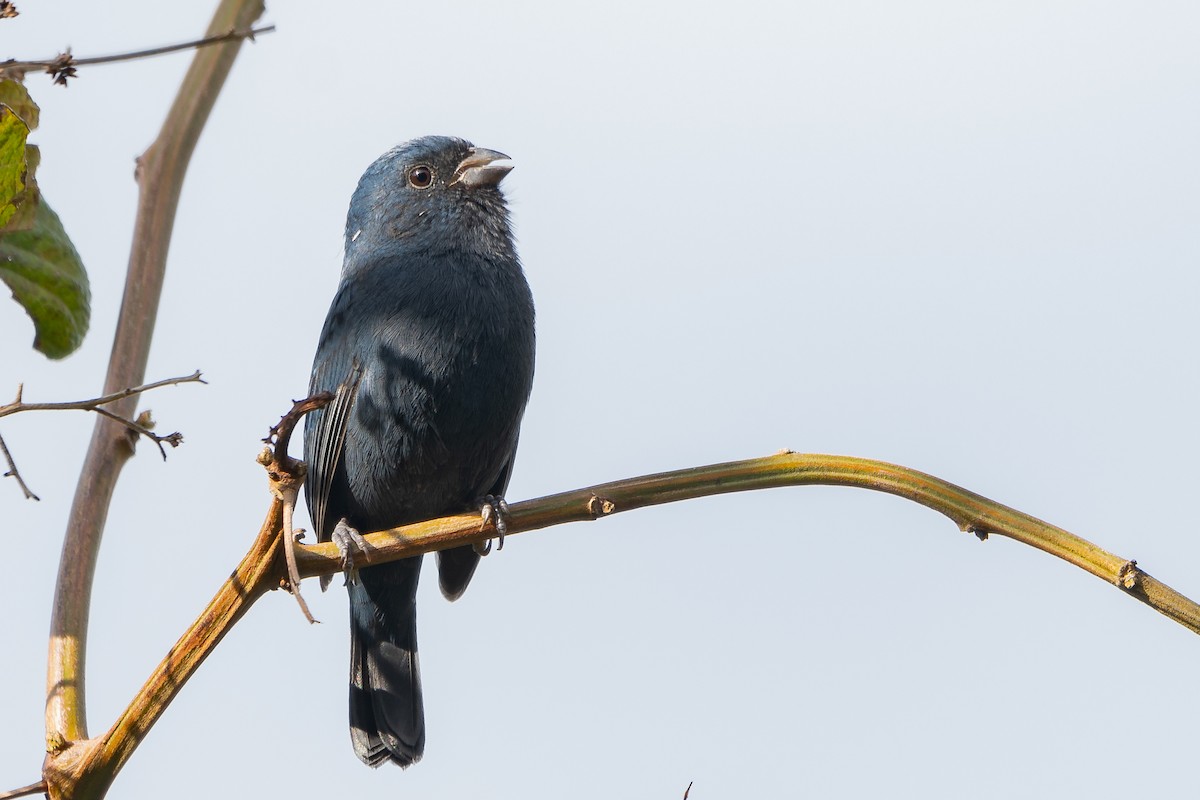 Ecuadorian Seedeater - ML644163634
