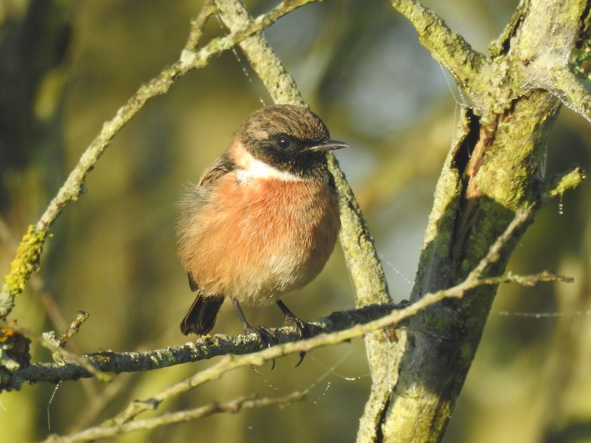 ヨーロッパノビタキ - ML644163638