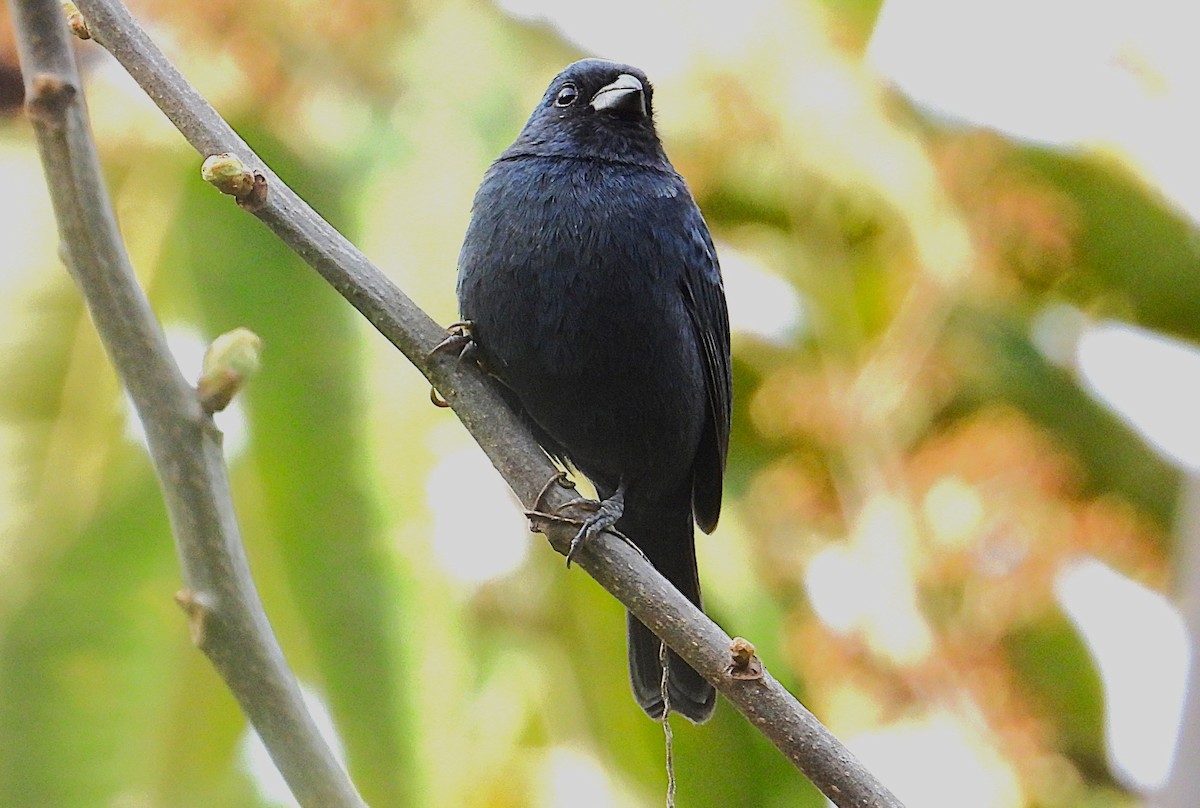 Ecuadorian Seedeater - ML644163656