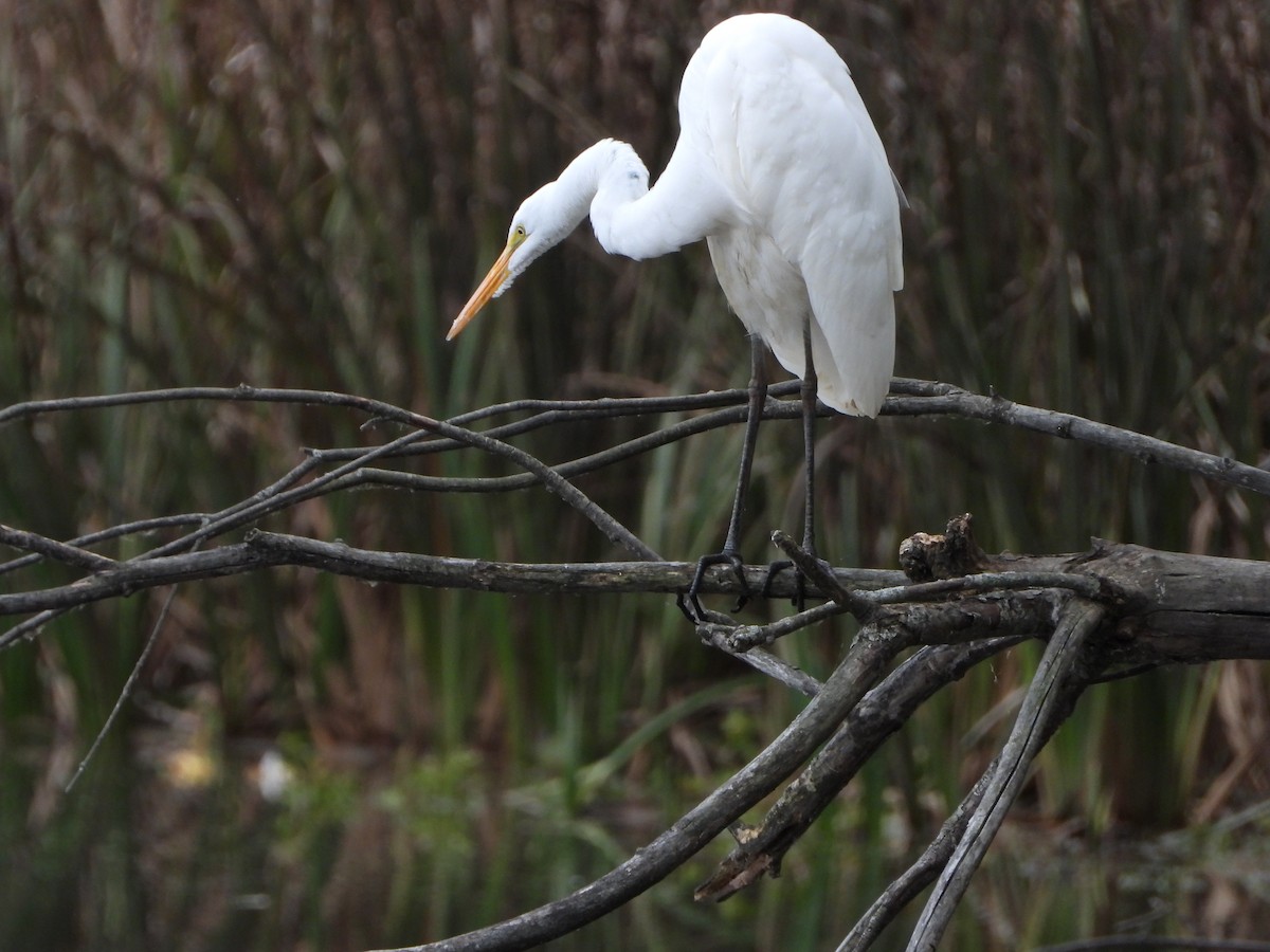 Great Egret (American) - ML644163672