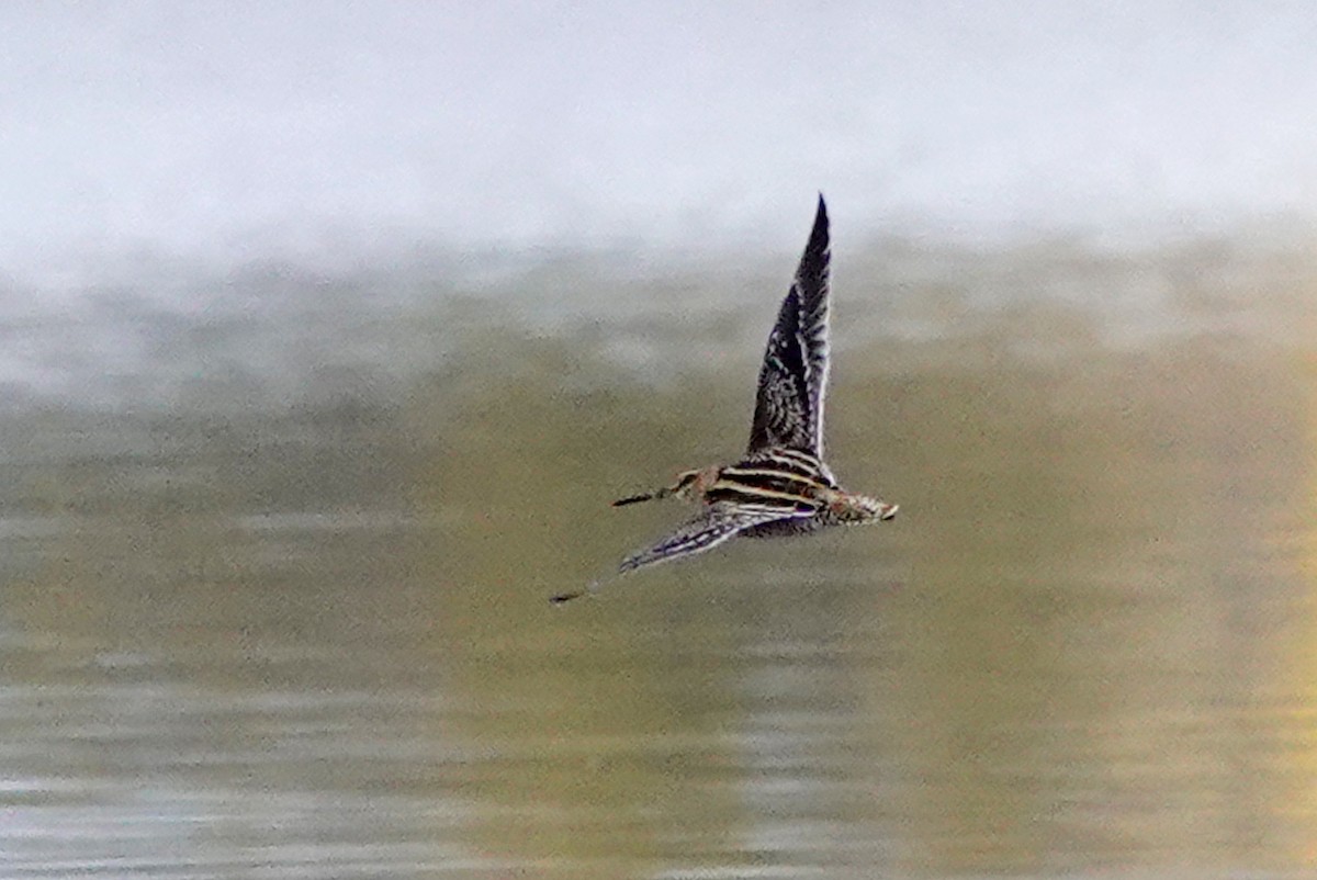 bekasina severoamerická - ML644163676