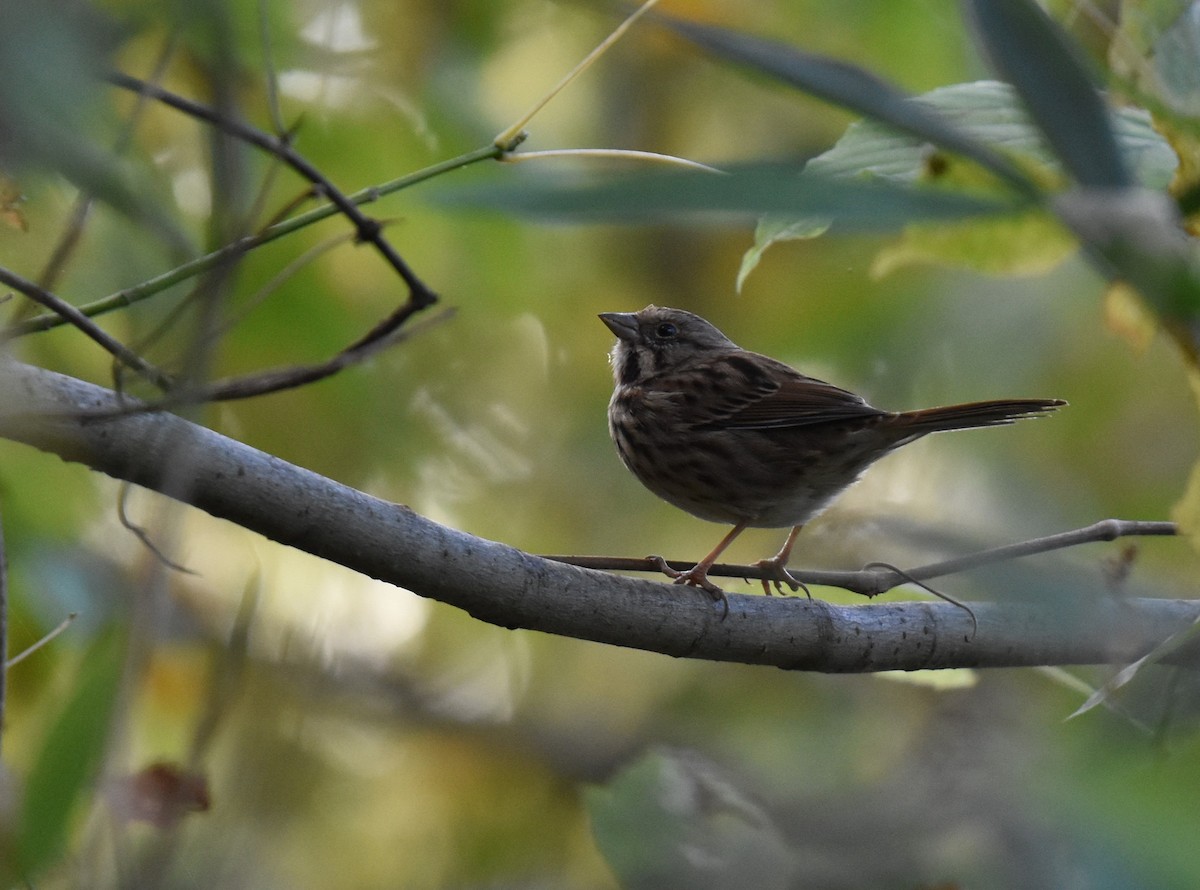 Song Sparrow - ML644163677