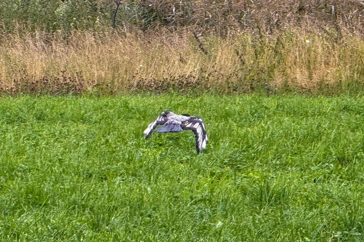 Hooded Crow (Hooded) - ML644163678