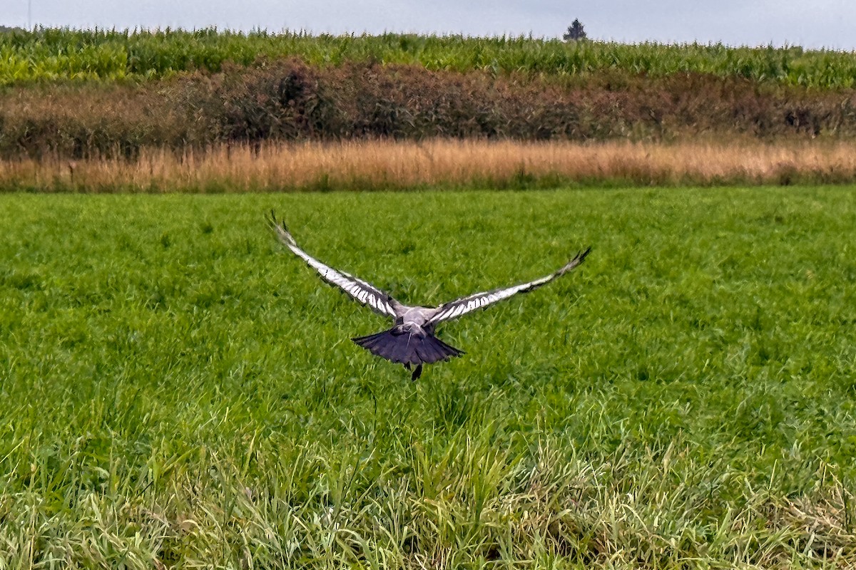 Hooded Crow (Hooded) - ML644163679