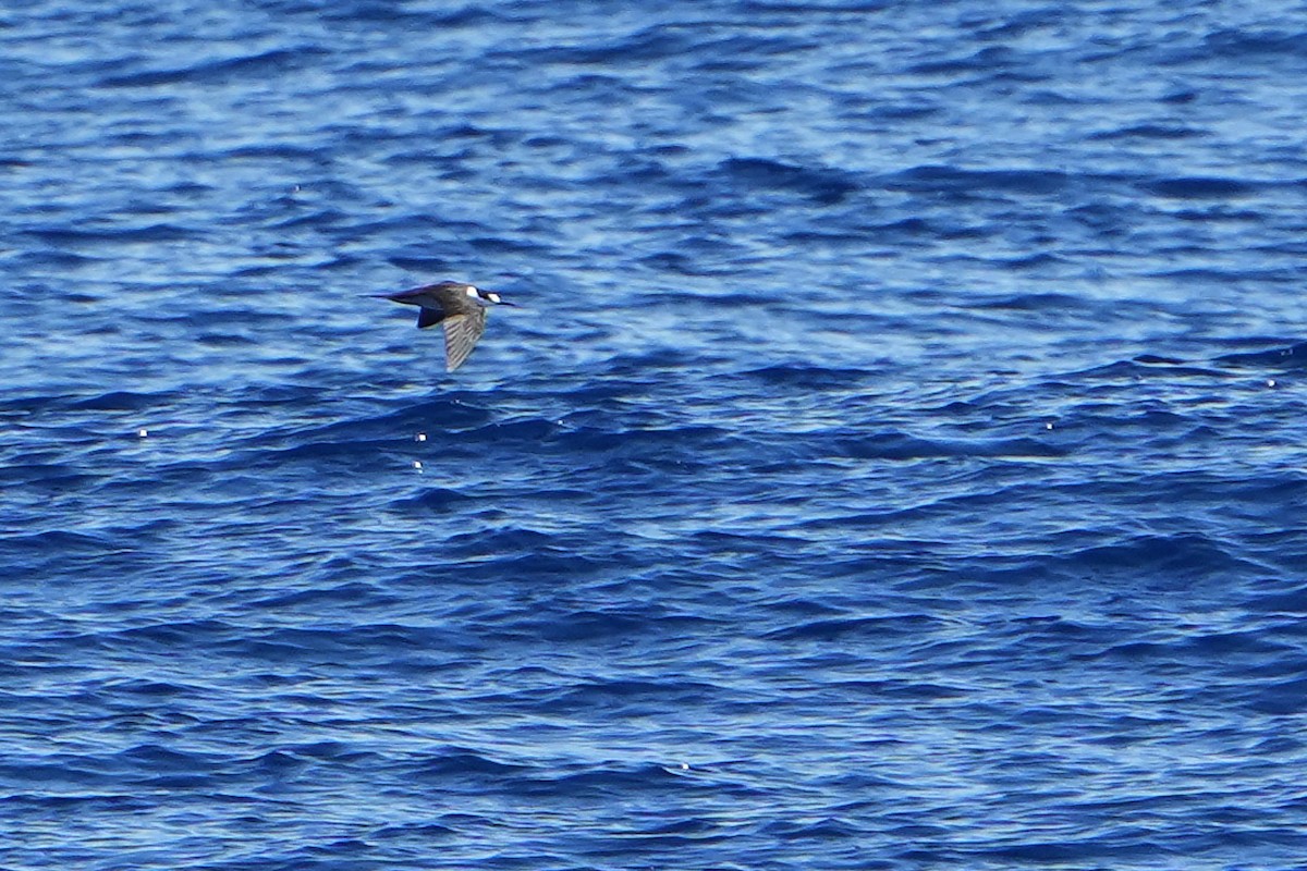 烏領燕鷗 - ML644163680