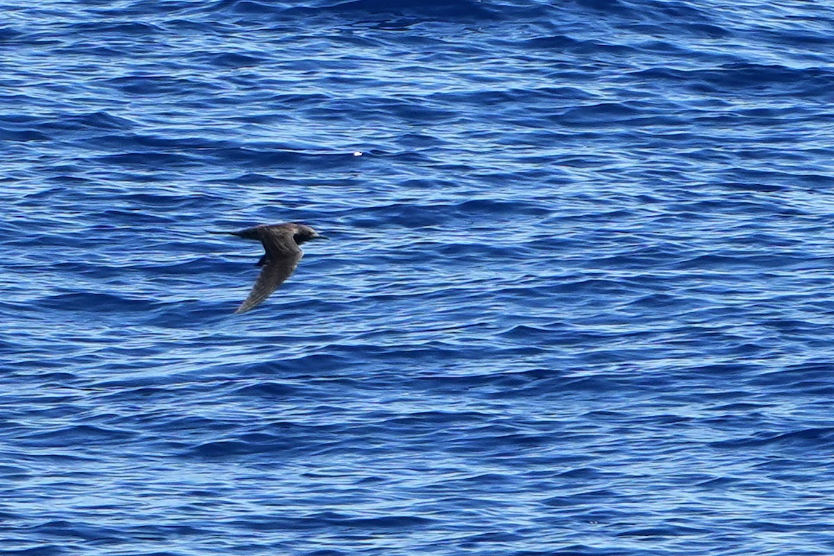 烏領燕鷗 - ML644163681