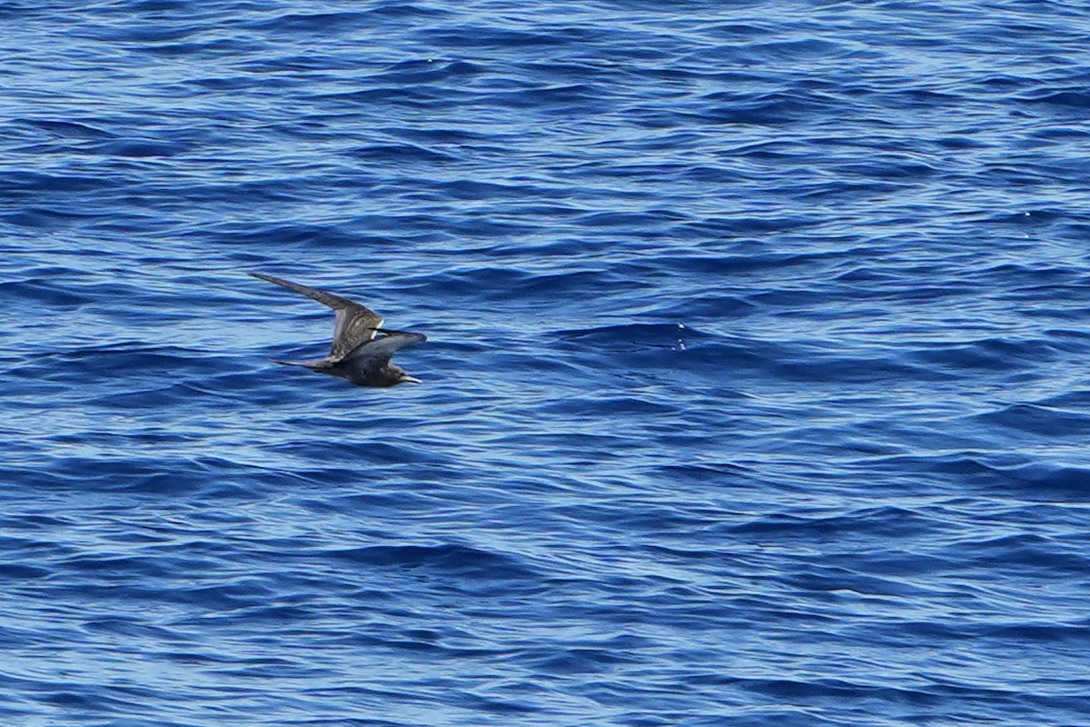 烏領燕鷗 - ML644163682