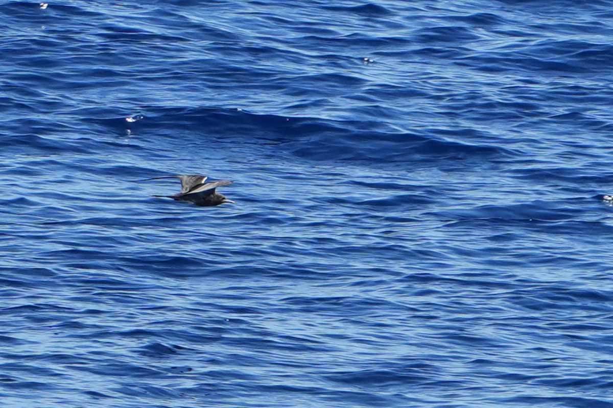 烏領燕鷗 - ML644163683