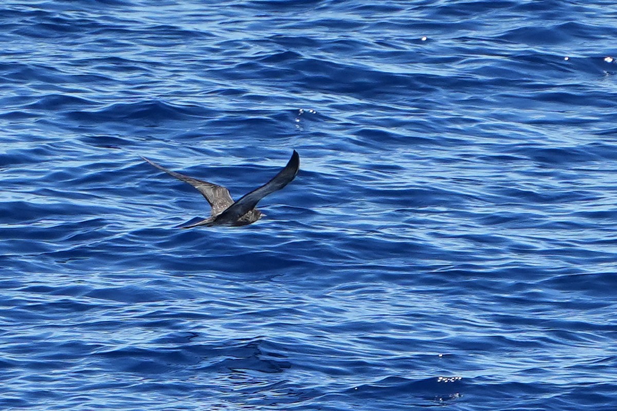 烏領燕鷗 - ML644163684