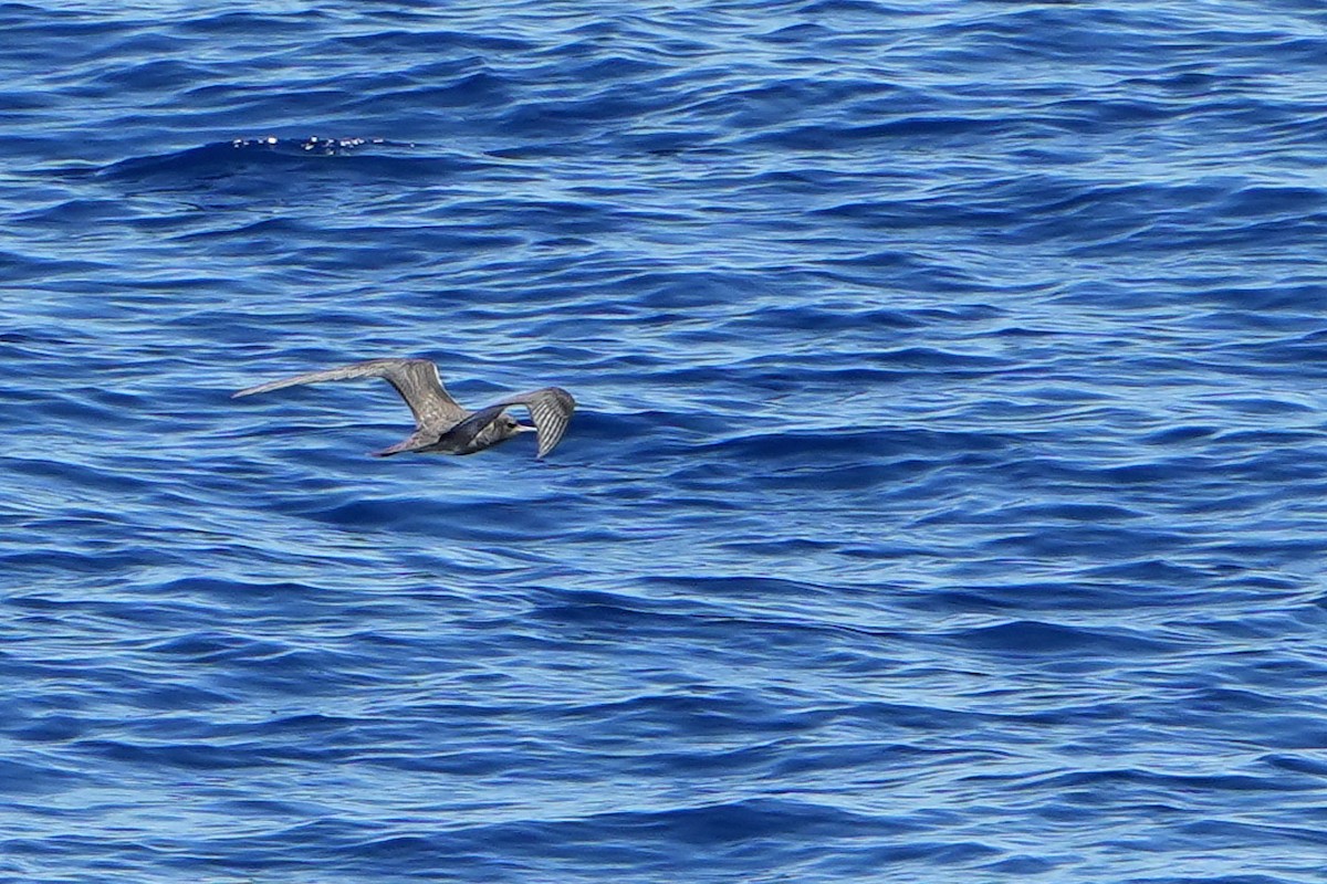 烏領燕鷗 - ML644163685