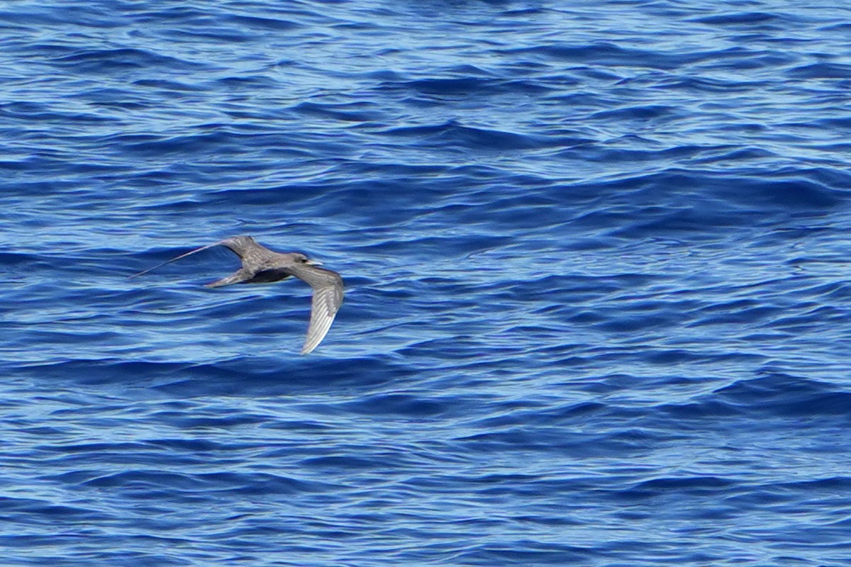 烏領燕鷗 - ML644163686