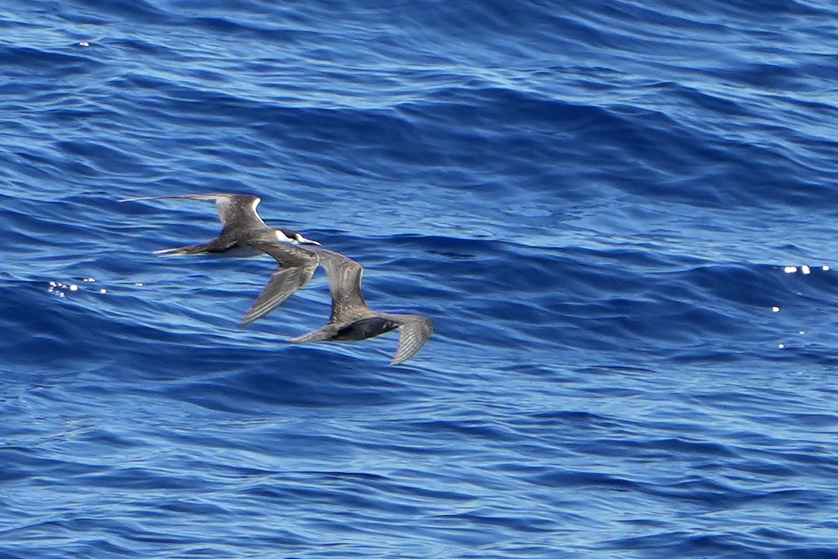 烏領燕鷗 - ML644163687