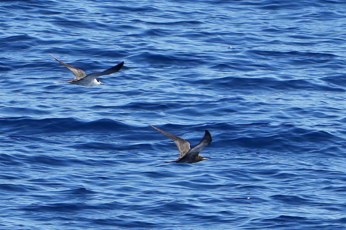 烏領燕鷗 - ML644163688