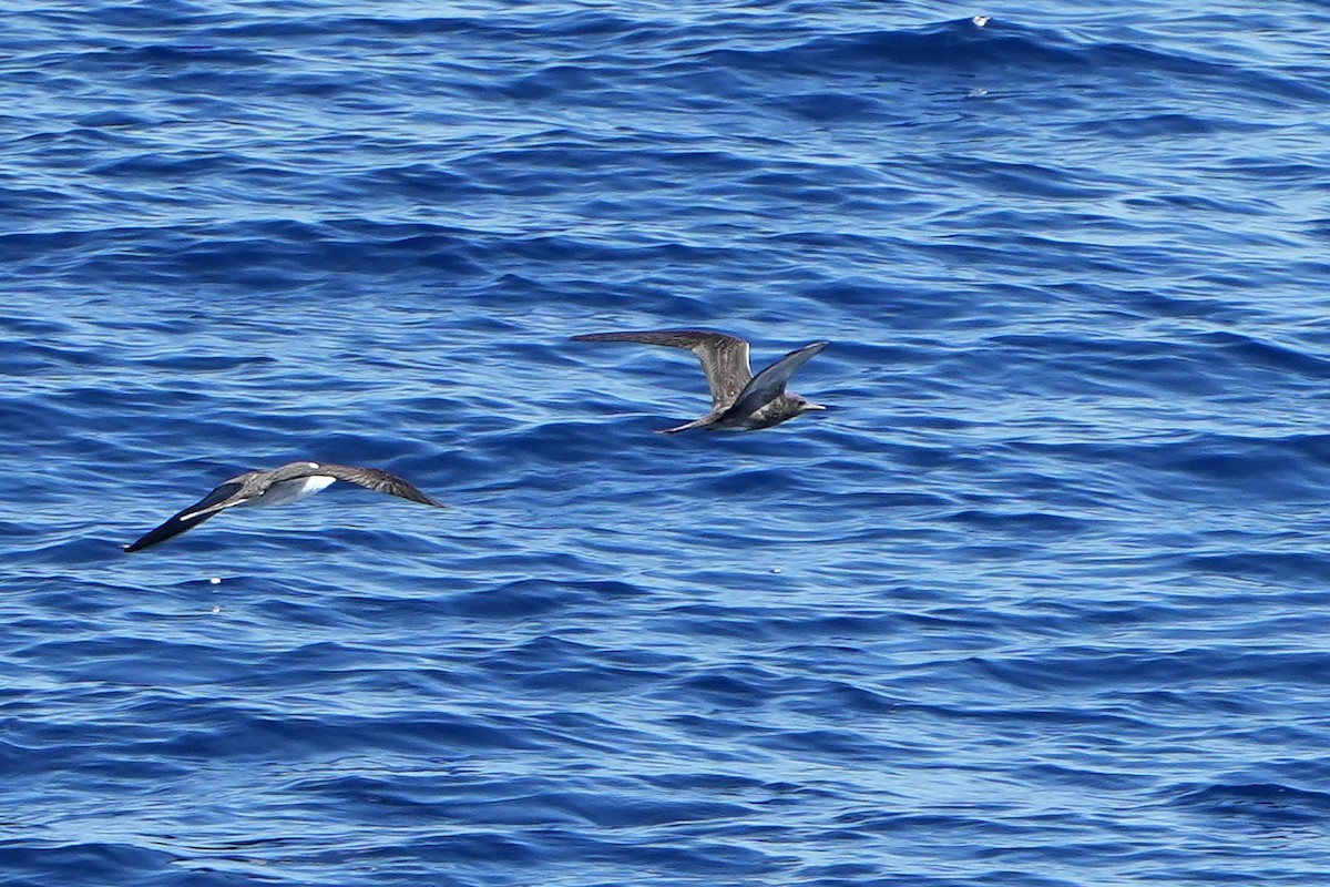 烏領燕鷗 - ML644163693