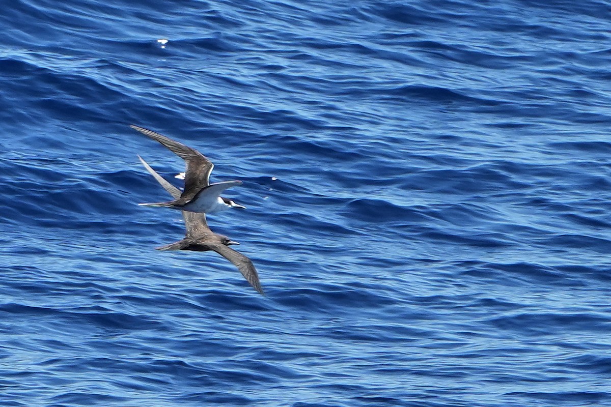 烏領燕鷗 - ML644163694