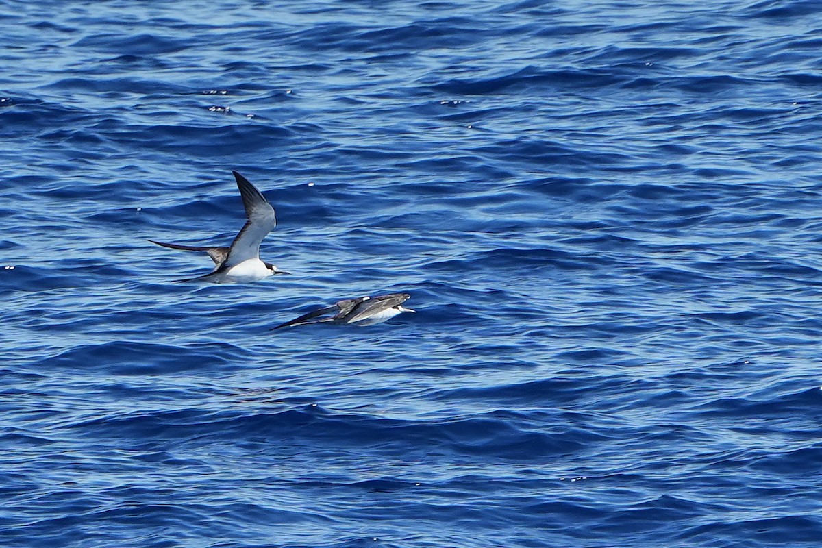 烏領燕鷗 - ML644163695