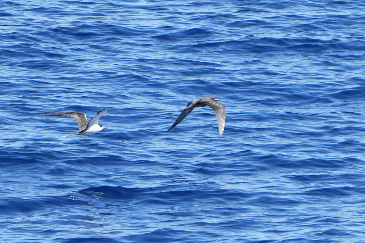 烏領燕鷗 - ML644163696