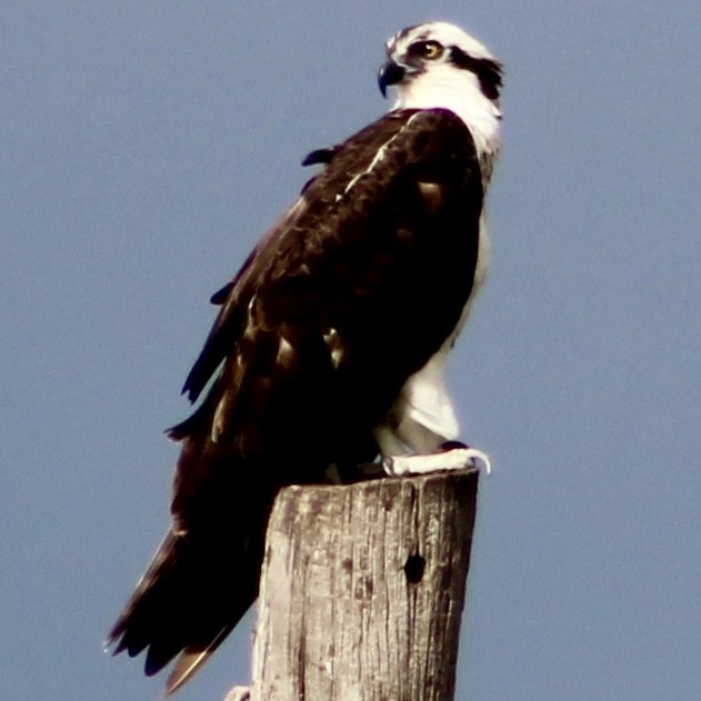 Falco pescatore - ML644163697