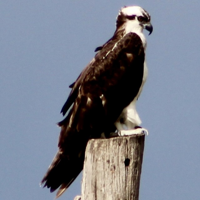 Falco pescatore - ML644163698
