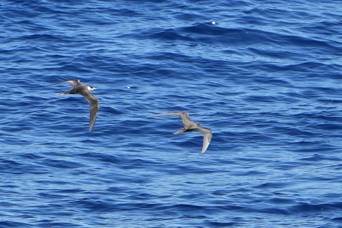 烏領燕鷗 - ML644163699