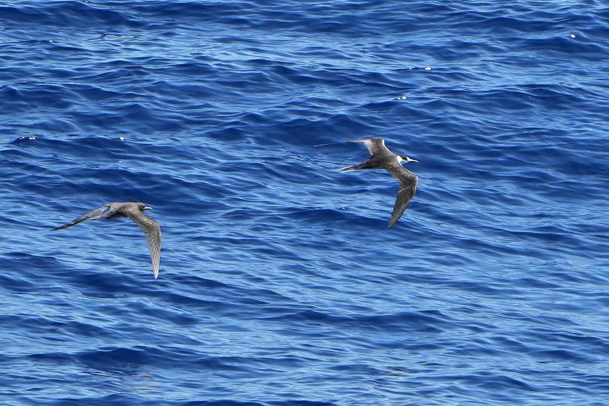 烏領燕鷗 - ML644163700