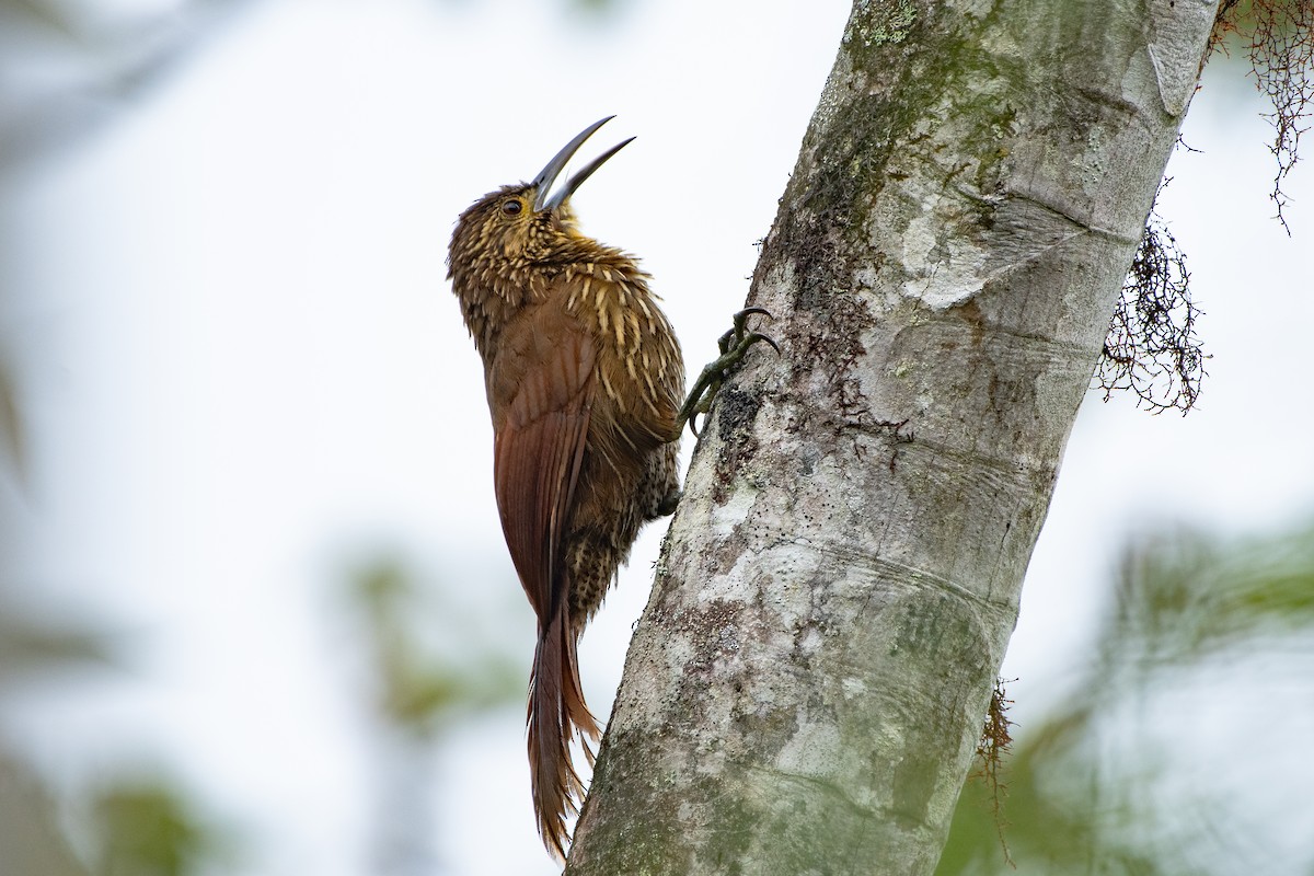 Strong-billed Woodcreeper - ML644163702