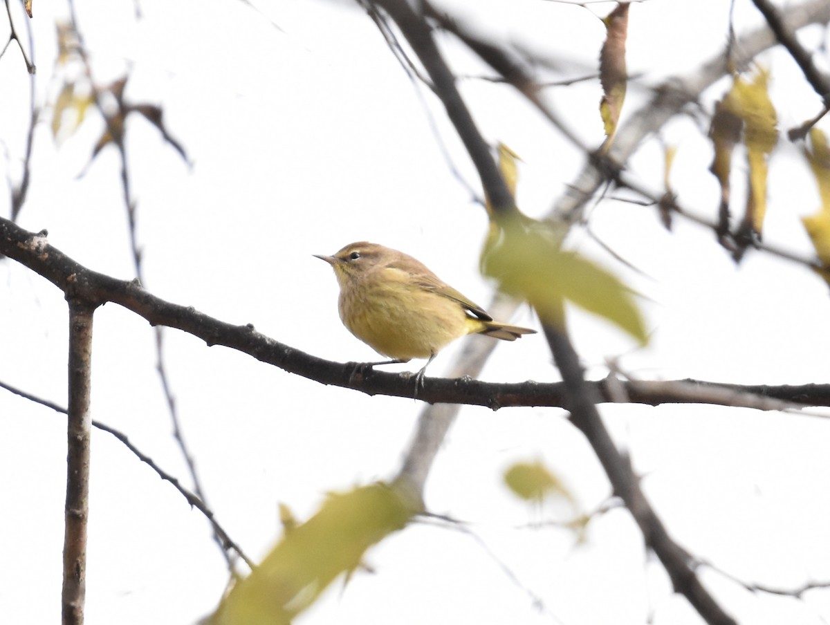 Palm Warbler - ML644163708