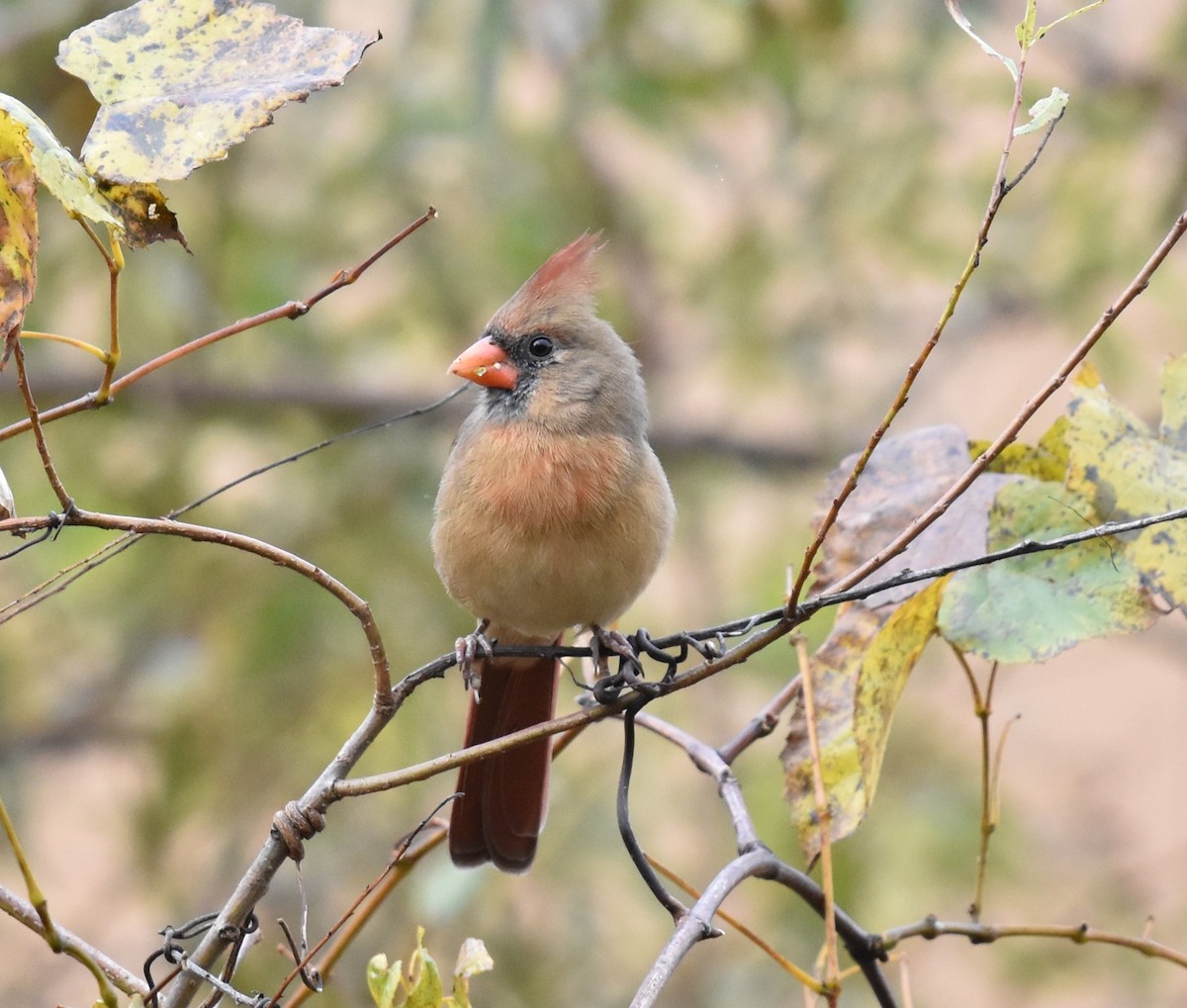 Northern Cardinal - ML644163727