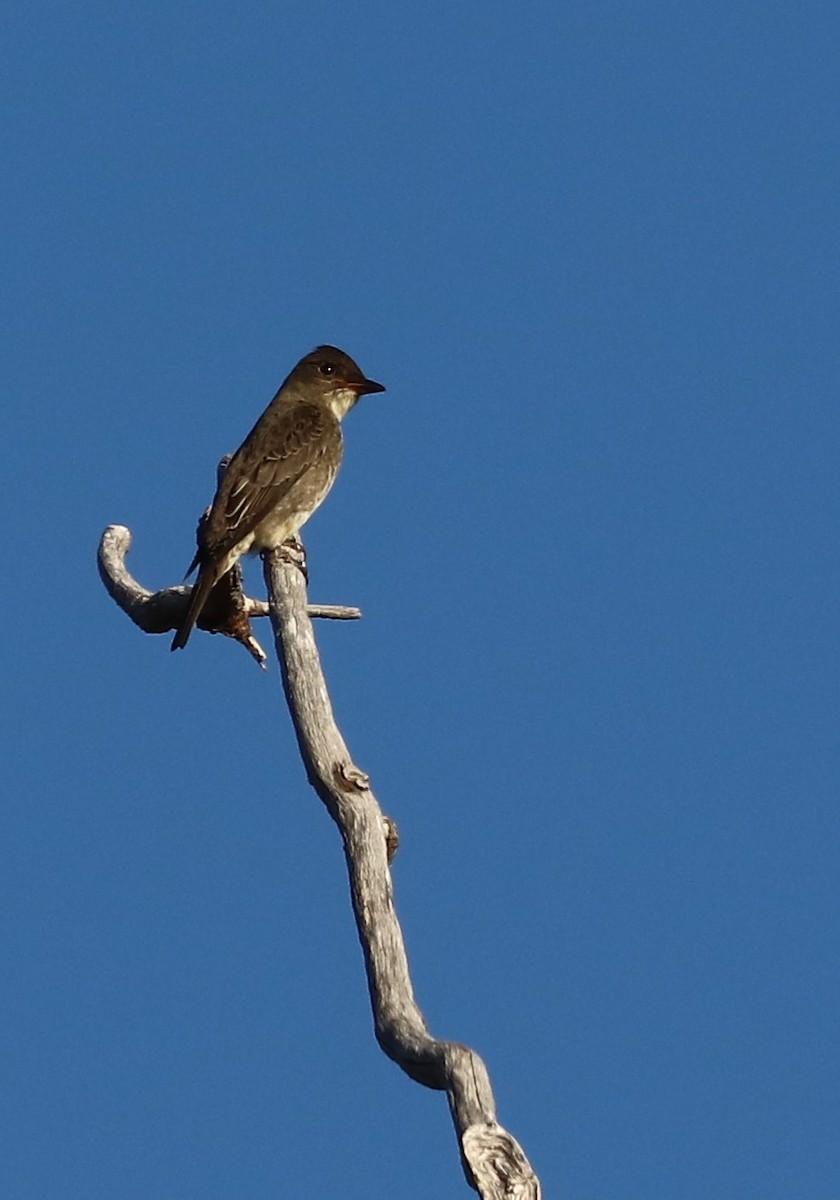 Olive-sided Flycatcher - ML644163744