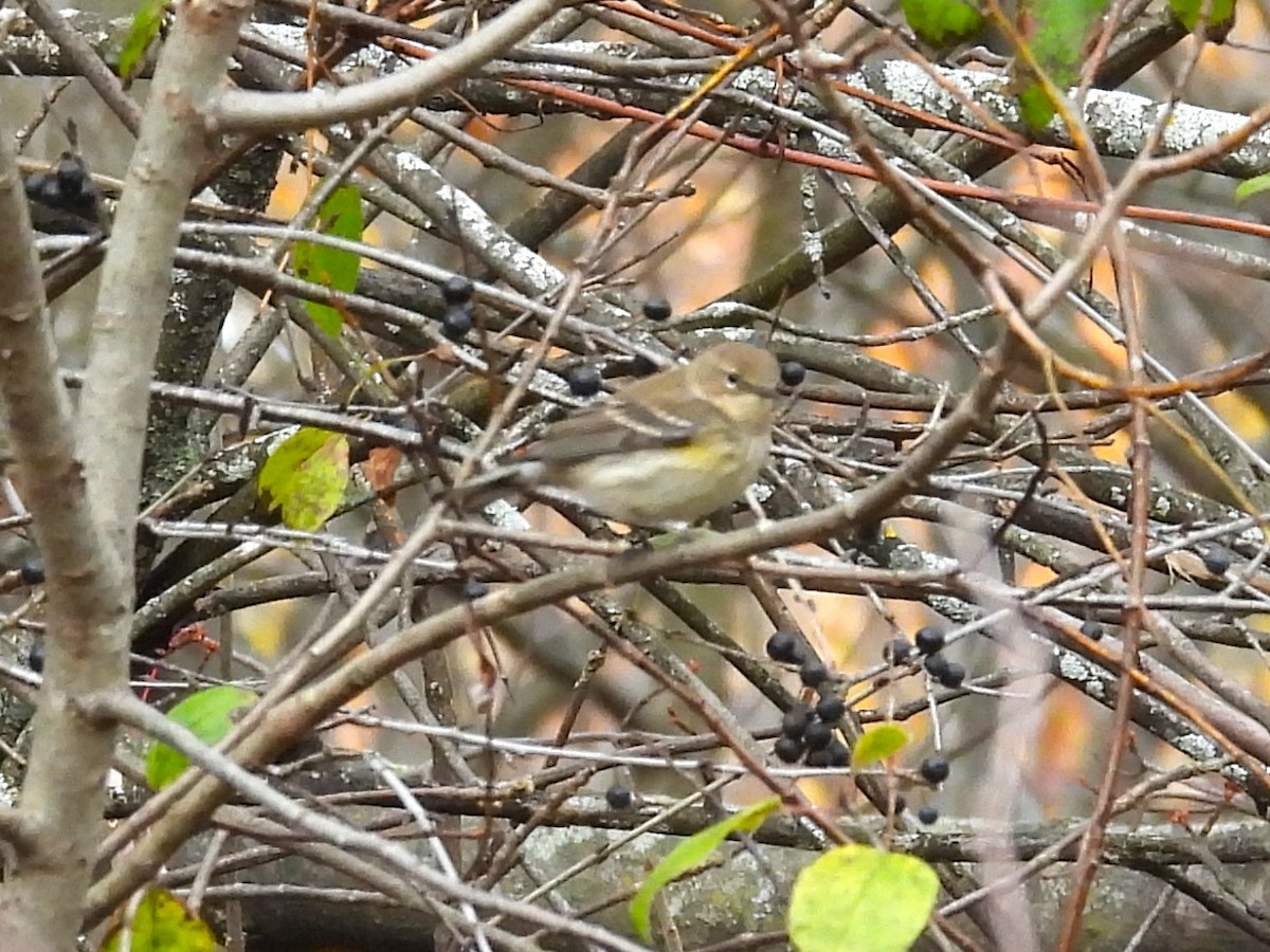 Yellow-rumped Warbler - ML644163753