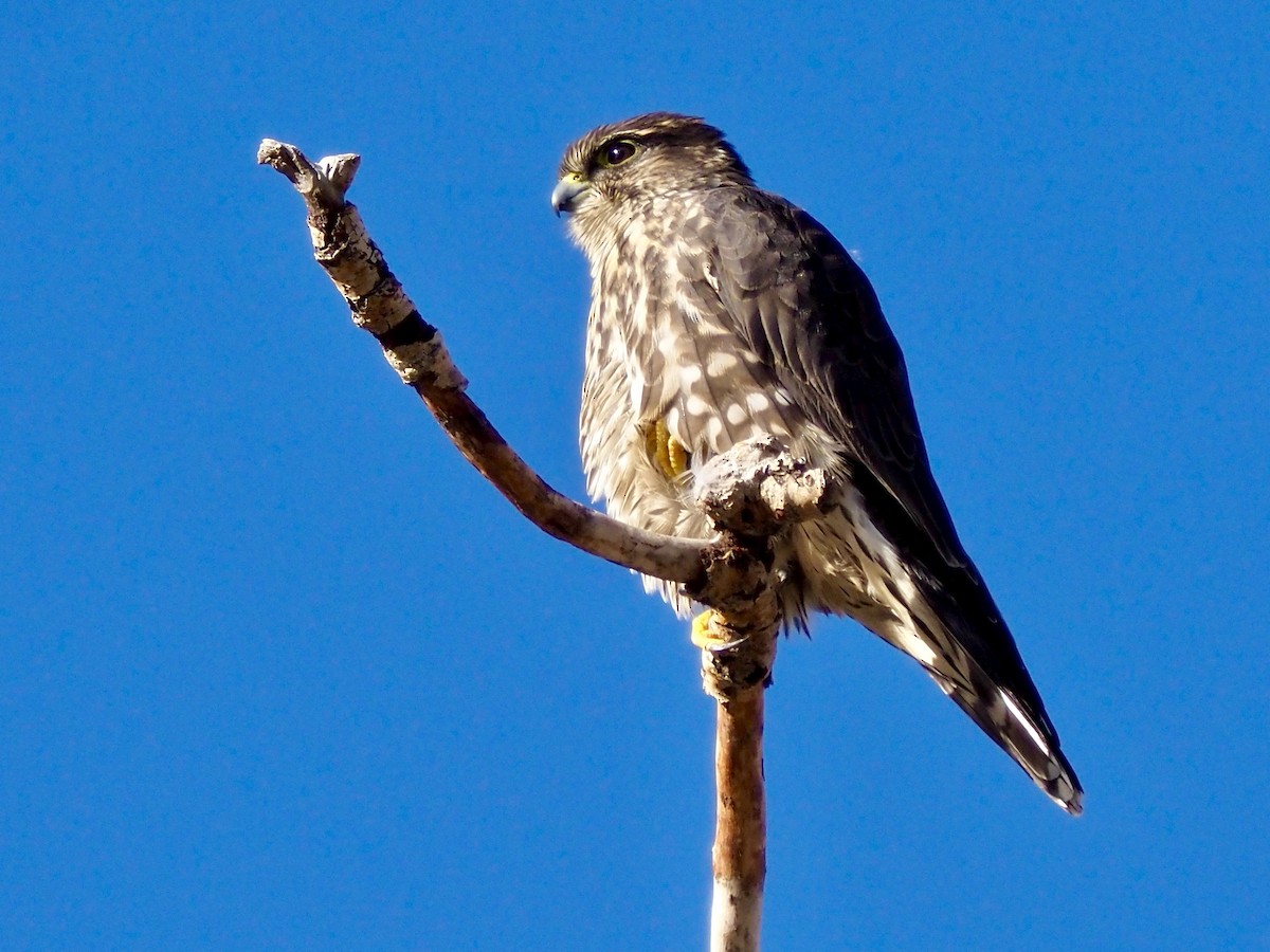 Merlin - ML644163768