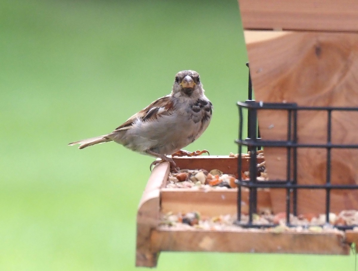 vrabec domácí - ML644163769